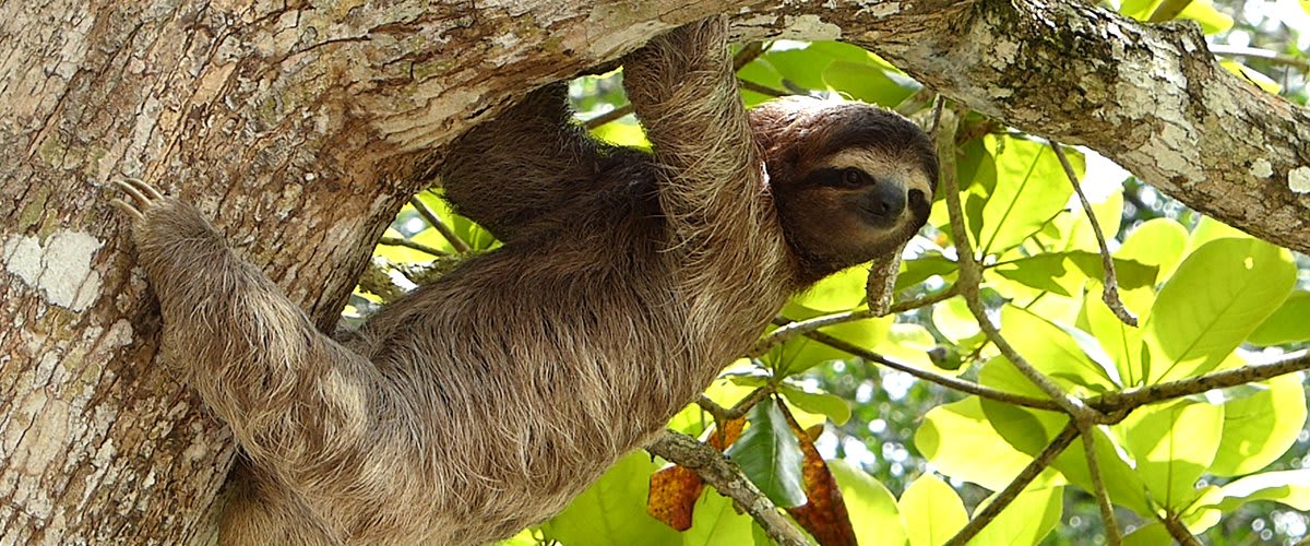 Three-toed sloth