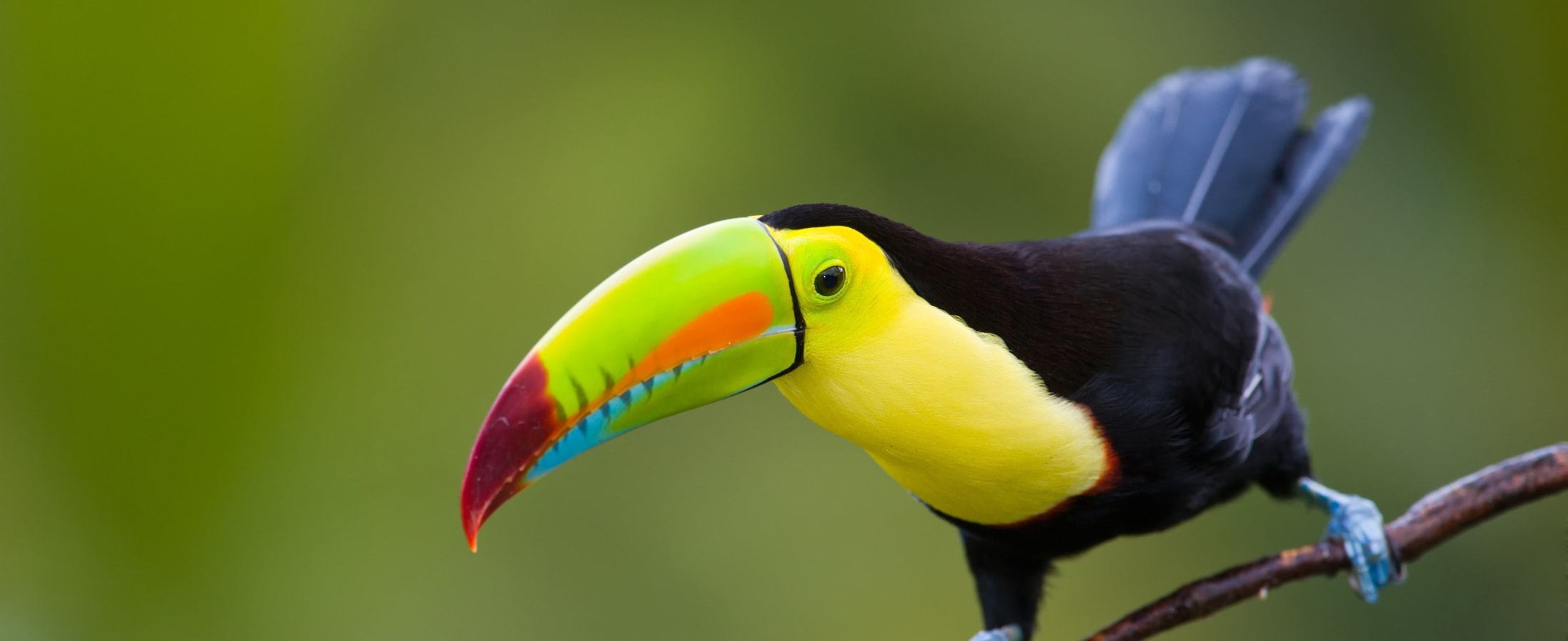 Keel Billed Toucan