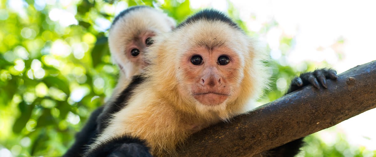 Capuchin monkeys