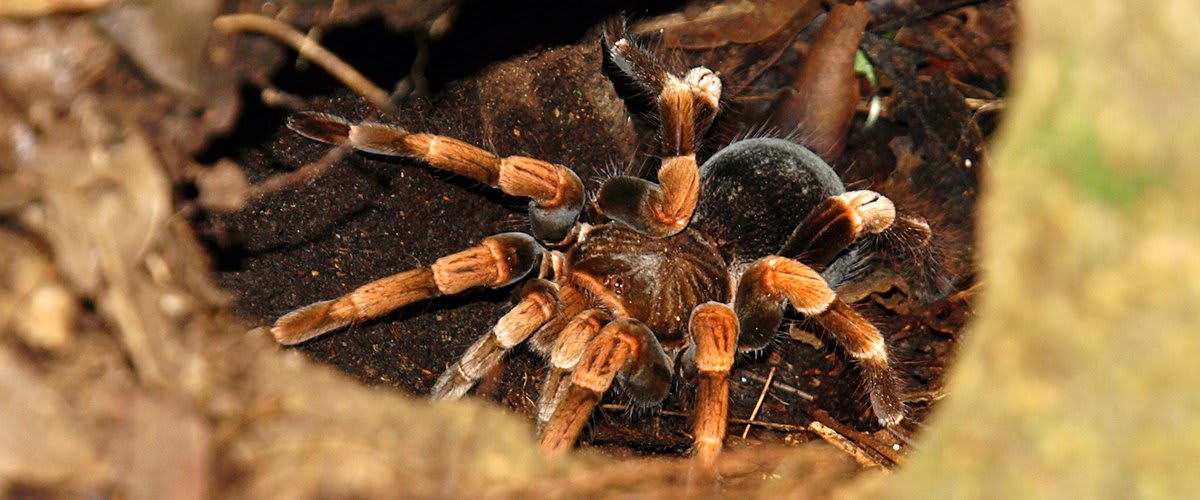 Tarantula, Monteverde