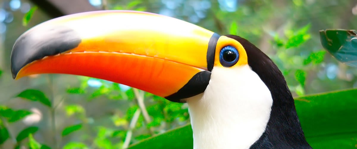 Toco toucan
