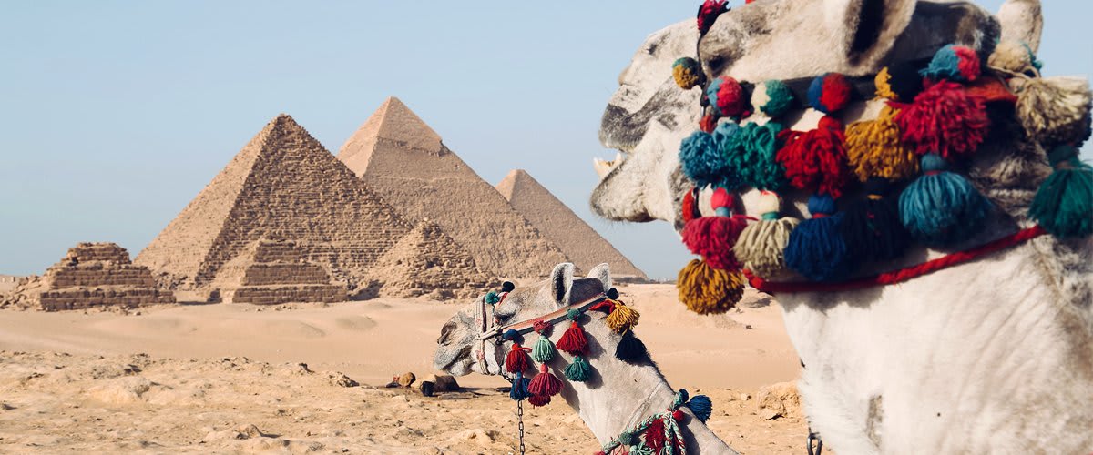 Camels, Great Pyramids