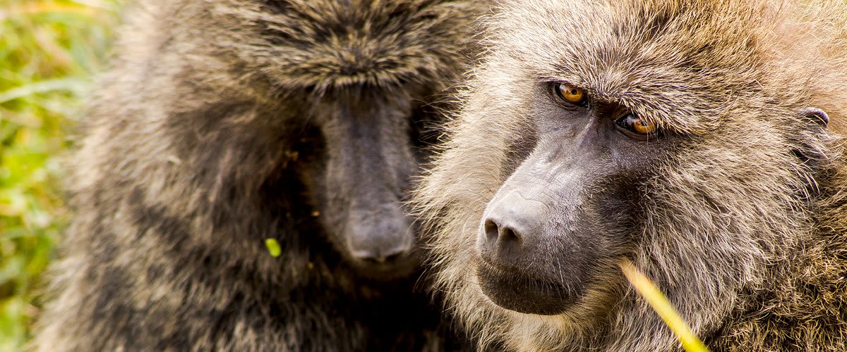 Baboons