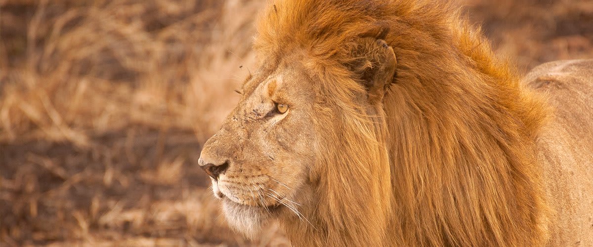 Lion, Serengeti National Park
