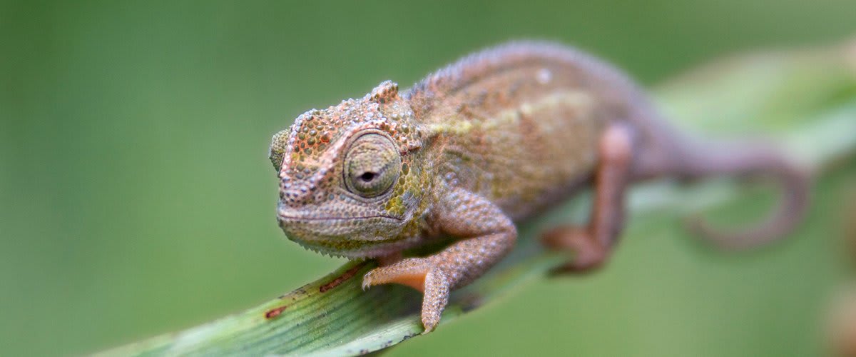 Chameleon, Arusha