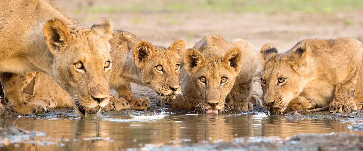 Lioness and cubs drinking, Zambezi River