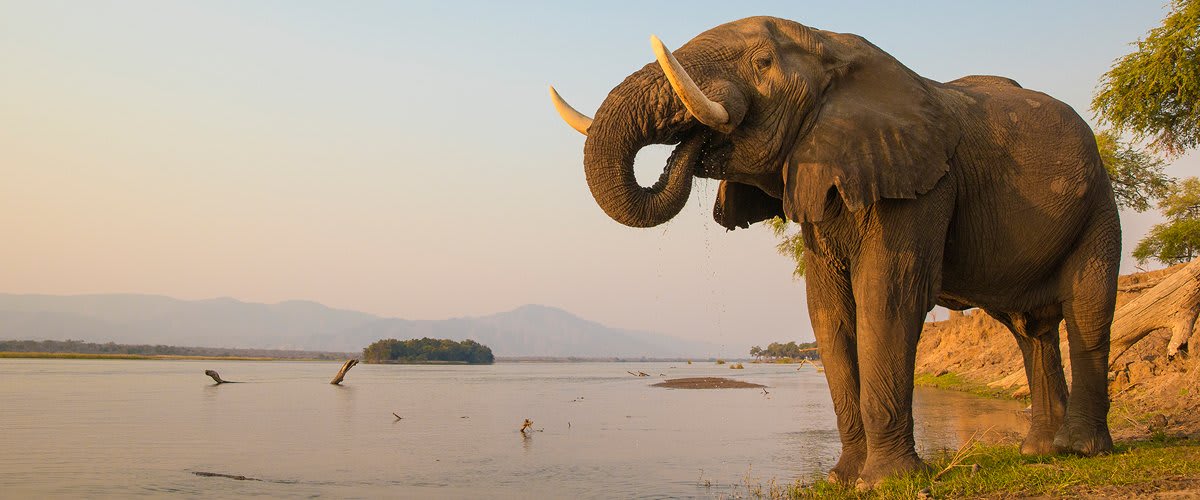 Elephant, Zambezi River