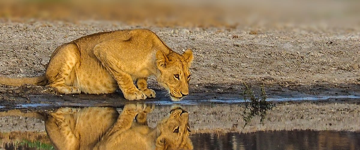 Lion cub drinking