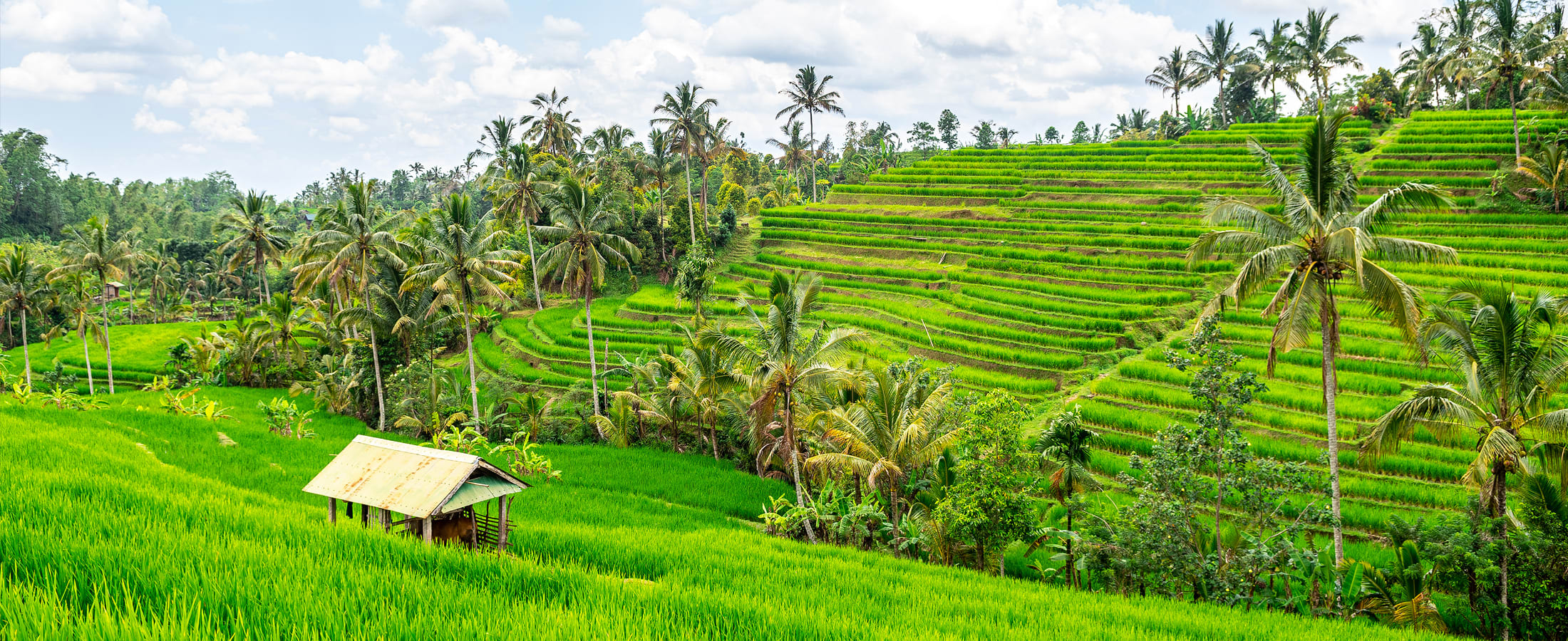 Jatiluwih rice terraces