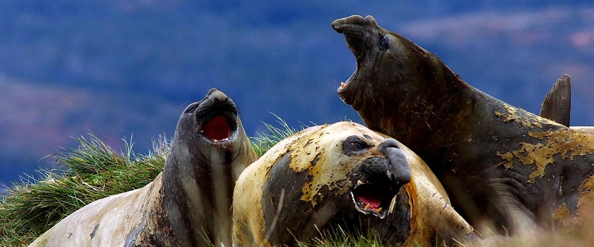 Elephant seals