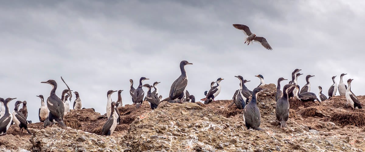 Cormorants