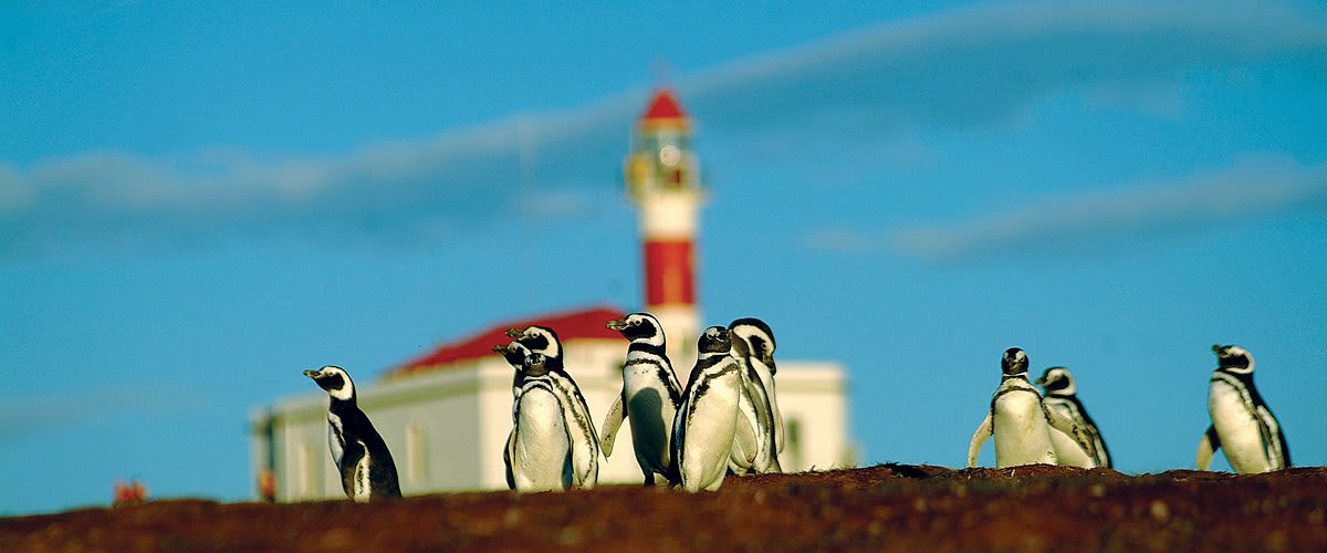 Penguins, Magdalena Island