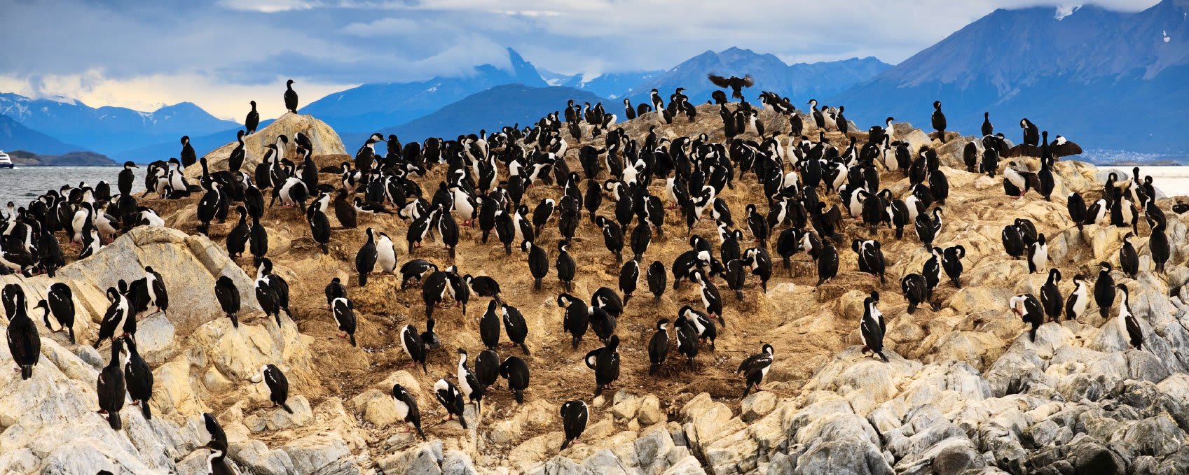 King Cormorant colony, Beagle Channel