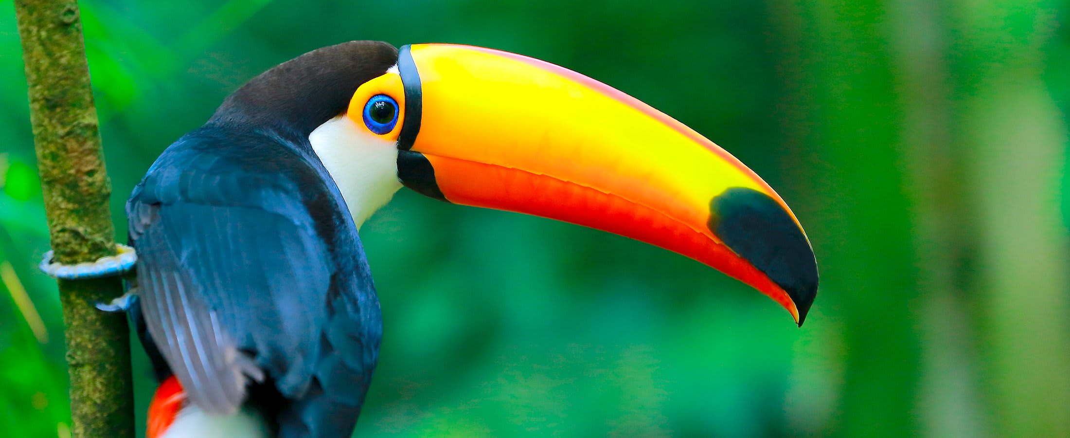 Toucan, Amazon Rainforest