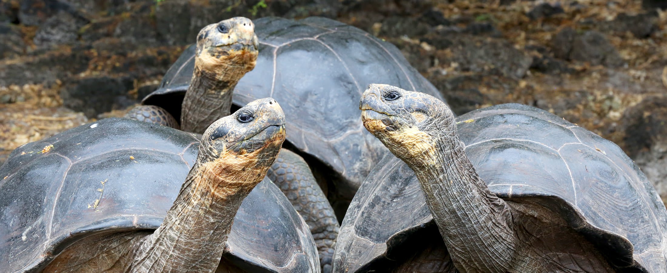 Tortoises, Galapagos Islands