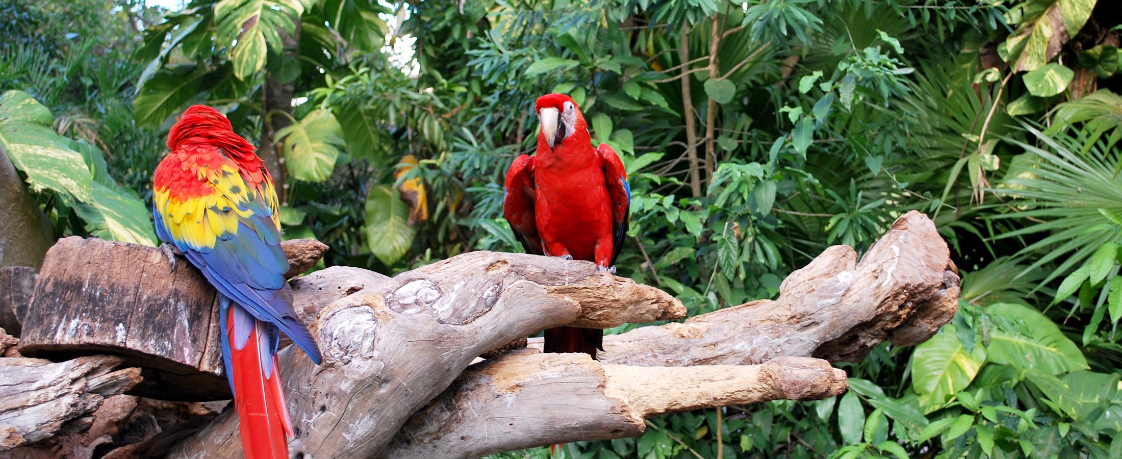 Scarlet Macaws, Amazon Rainforest