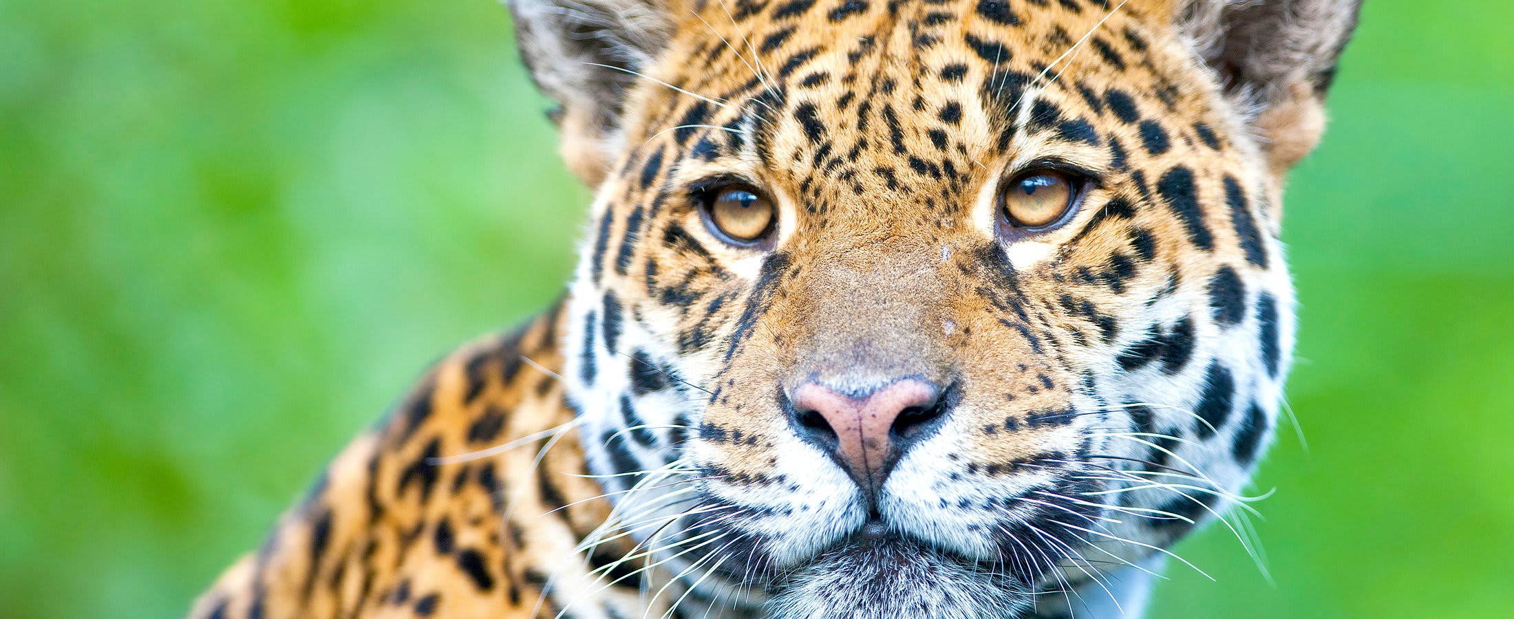 Jaguar, Amazon Rainforest