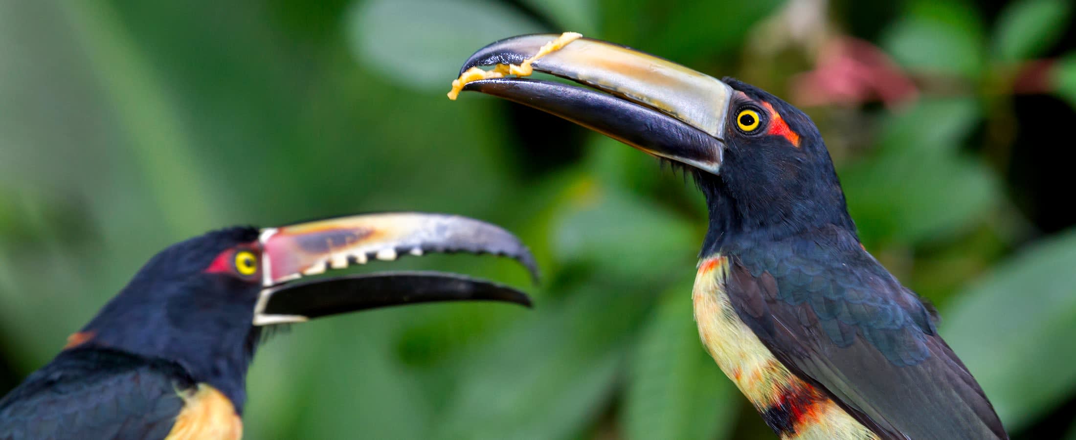 Collared aracari, Tortuguero National Park