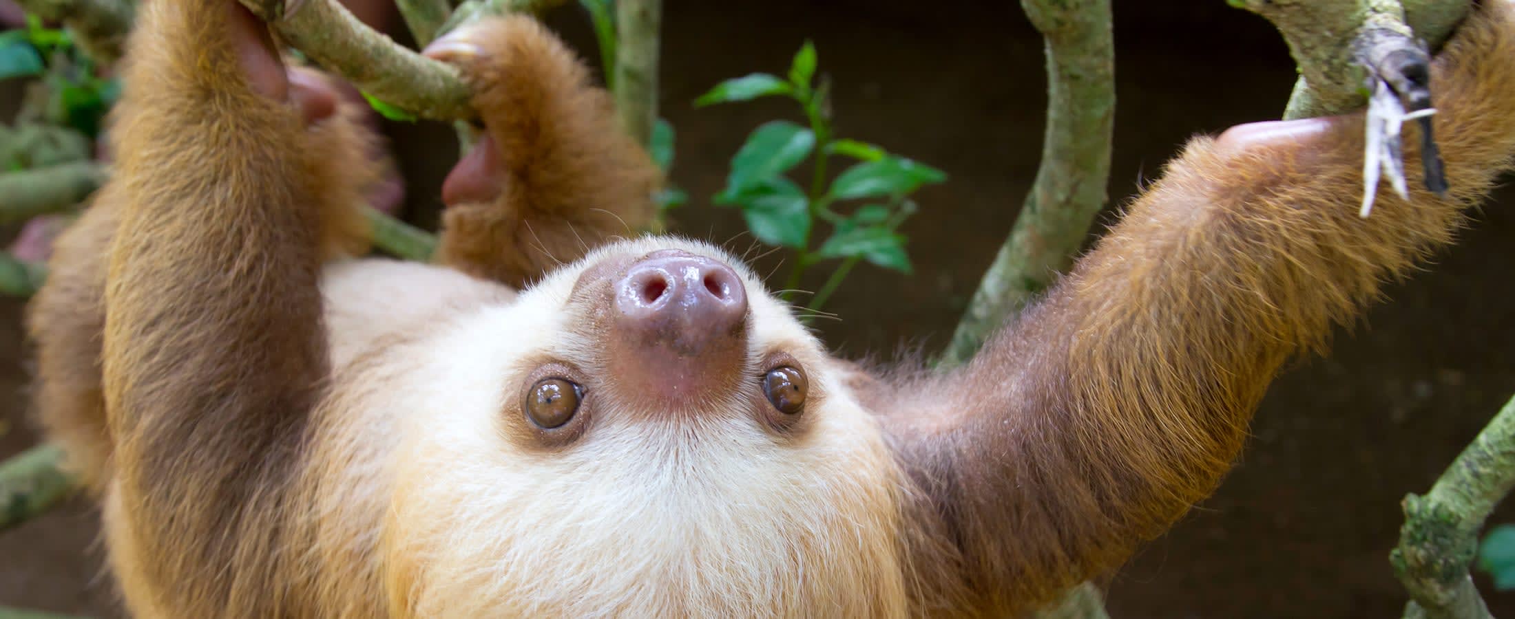 Two-toed sloth