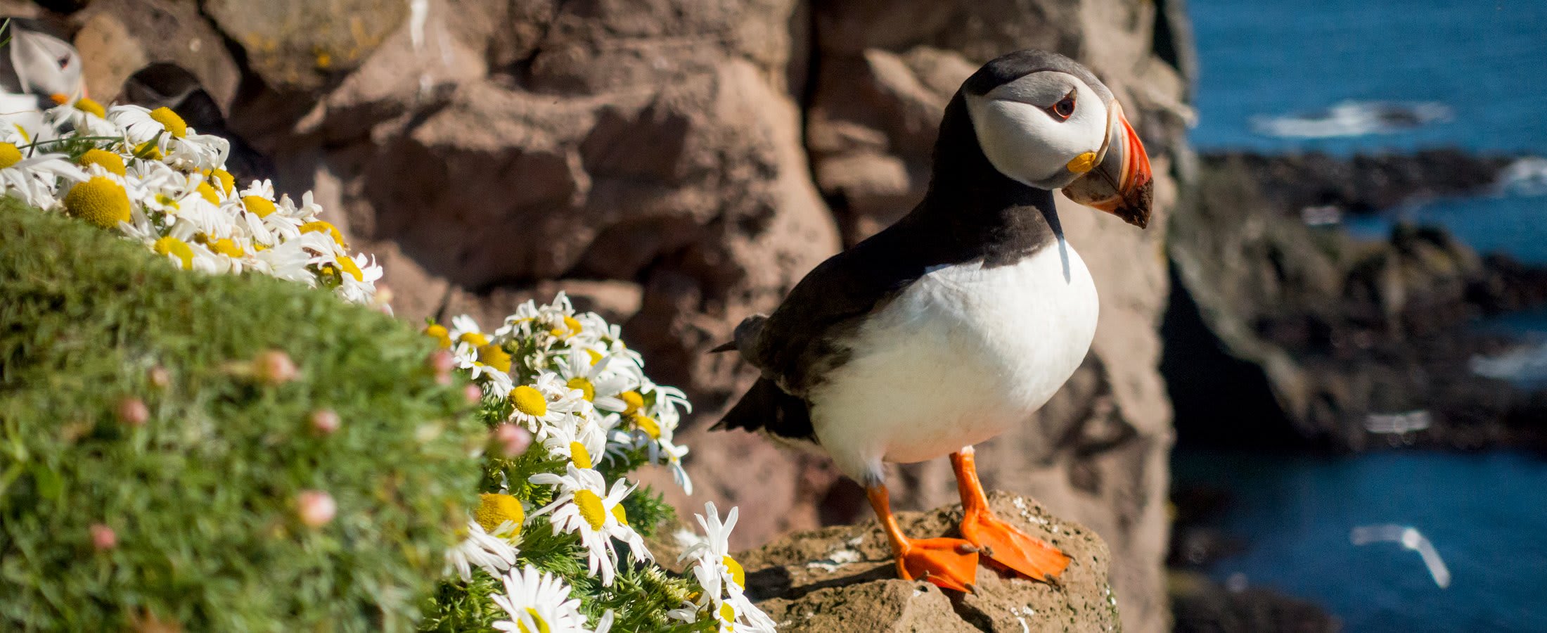 Puffin, Látrabjarg
