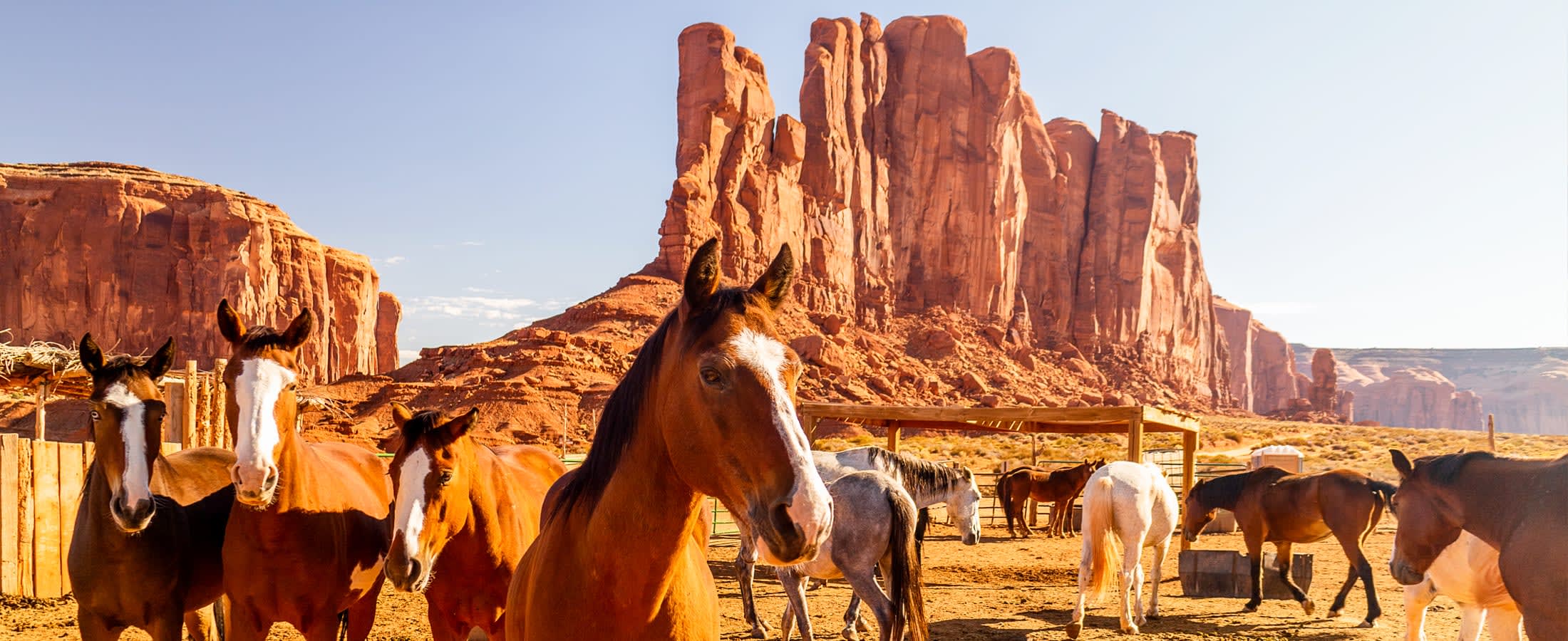 Horses, Monument Valley, Arizona