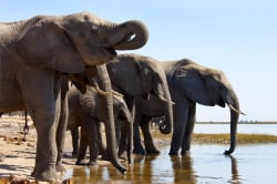 Elephants drinking, Chobe National Park 