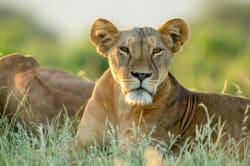 Lioness, Chobe National Park 