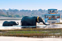Elephants crossing the Chobe River 