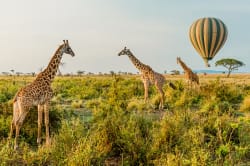 Balloon safari, Masai Mara 