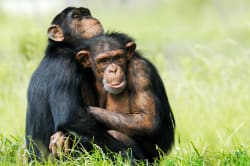 Chimpanzees 