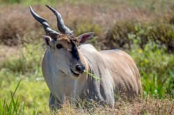 Eland grazing Photo by David Clode on Unsplash