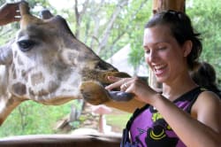 Feeding a Rothschild's giraffe, Nairobi 