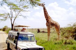 Giraffe on the savannah 