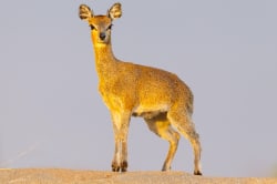 Klipspringer antelope 