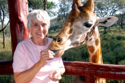 Feeding a Rothschild's giraffe, Nairobi 