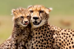 Cheetahs, Masai Mara 