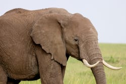 Elephant, Masai Mara Photo by Eric Heininger on Unsplash