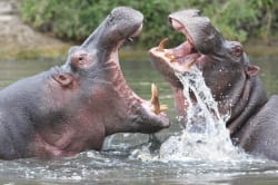Hippos, Masai Mara 
