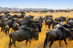 Migrating wildebeest, Masai Mara 