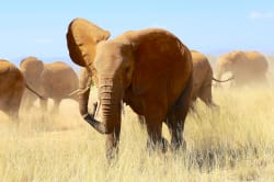 Elephant herd, Samburu Game Reserve 