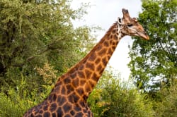 Giraffe, Karongwe Private Game Reserve 