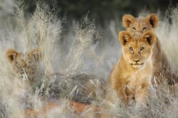 Lion cubs, Kruger National Park 