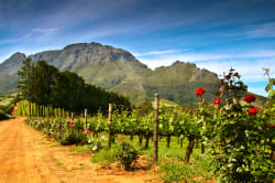 Stellenbosch vineyards 