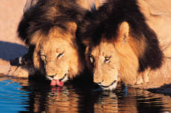 Lions at a waterhole South African Tourism