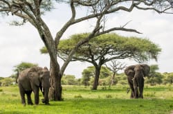 Elephants, Tarangire National Park 