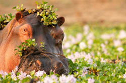 Hippo, Zambezi River 