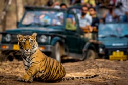 Bengal tiger, Ranthambore 