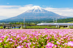 Shinkansen Kodama 