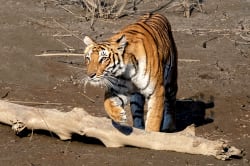 Royal Bengal tiger, Chitwan National Park 