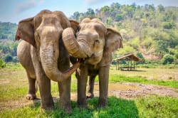 Elephant sanctuary 